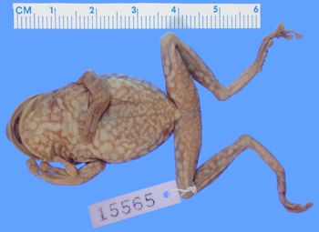 Media type: image; Herpetology A-15565